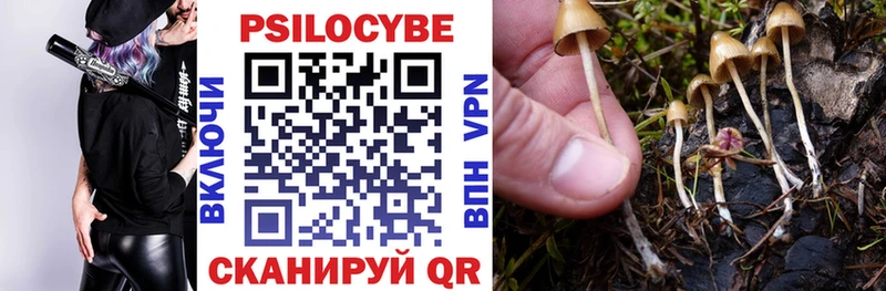 Галлюциногенные грибы Psilocybe блэк спрут как войти Дмитров как найти наркотики
